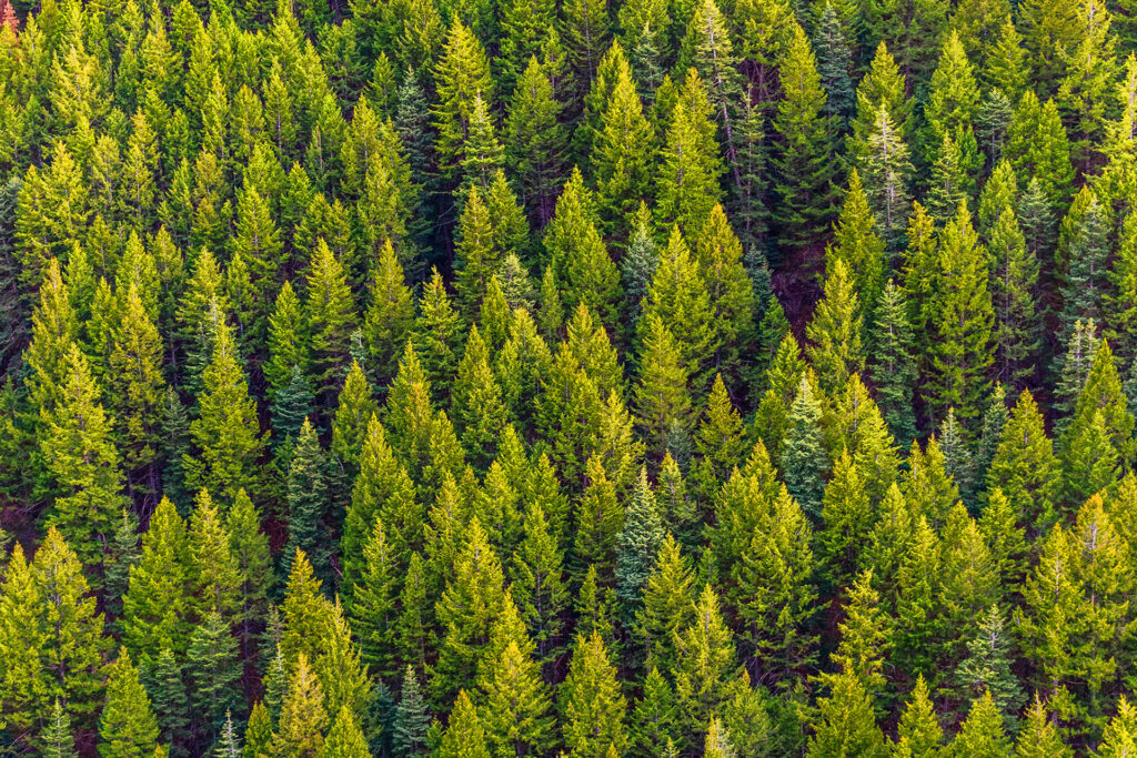 Dia Mundial da Floresta e Dia Mundial da Árvore