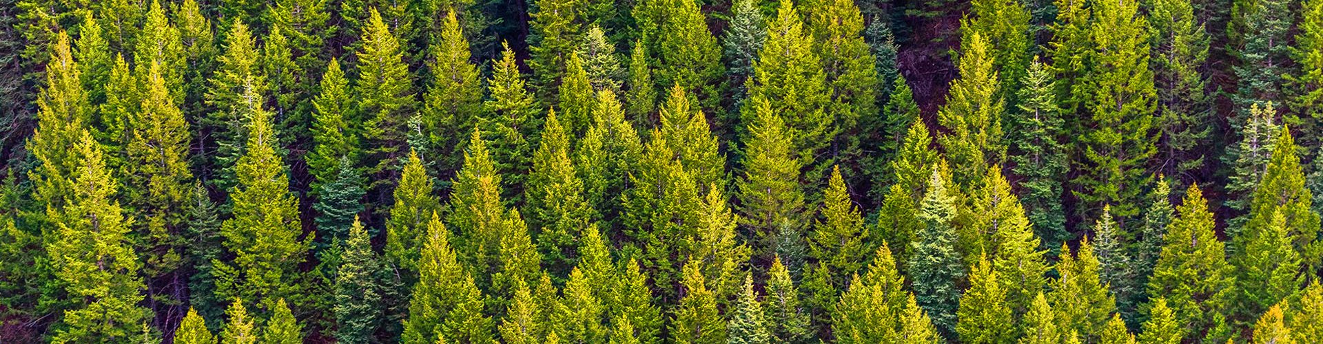 Dia Mundial da Floresta e Dia Mundial da Árvore